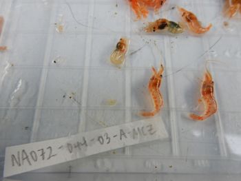 Media type: image;   Invertebrate Zoology 139217